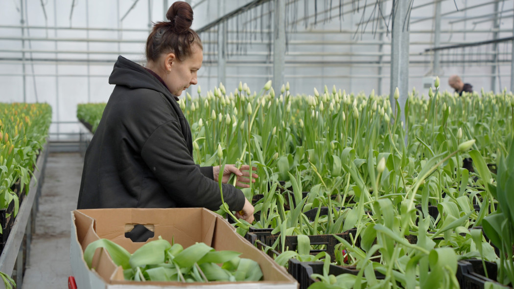 В России в 2026 году планируют нарастить производство цветов почти на 15%