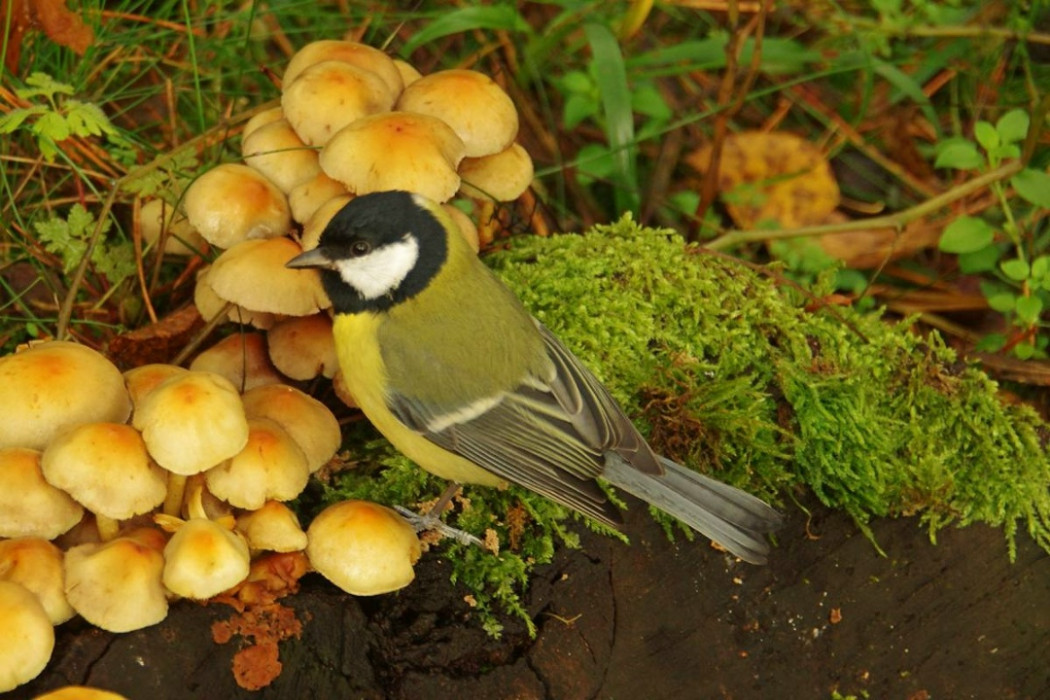 Синичкин день Синичкин день