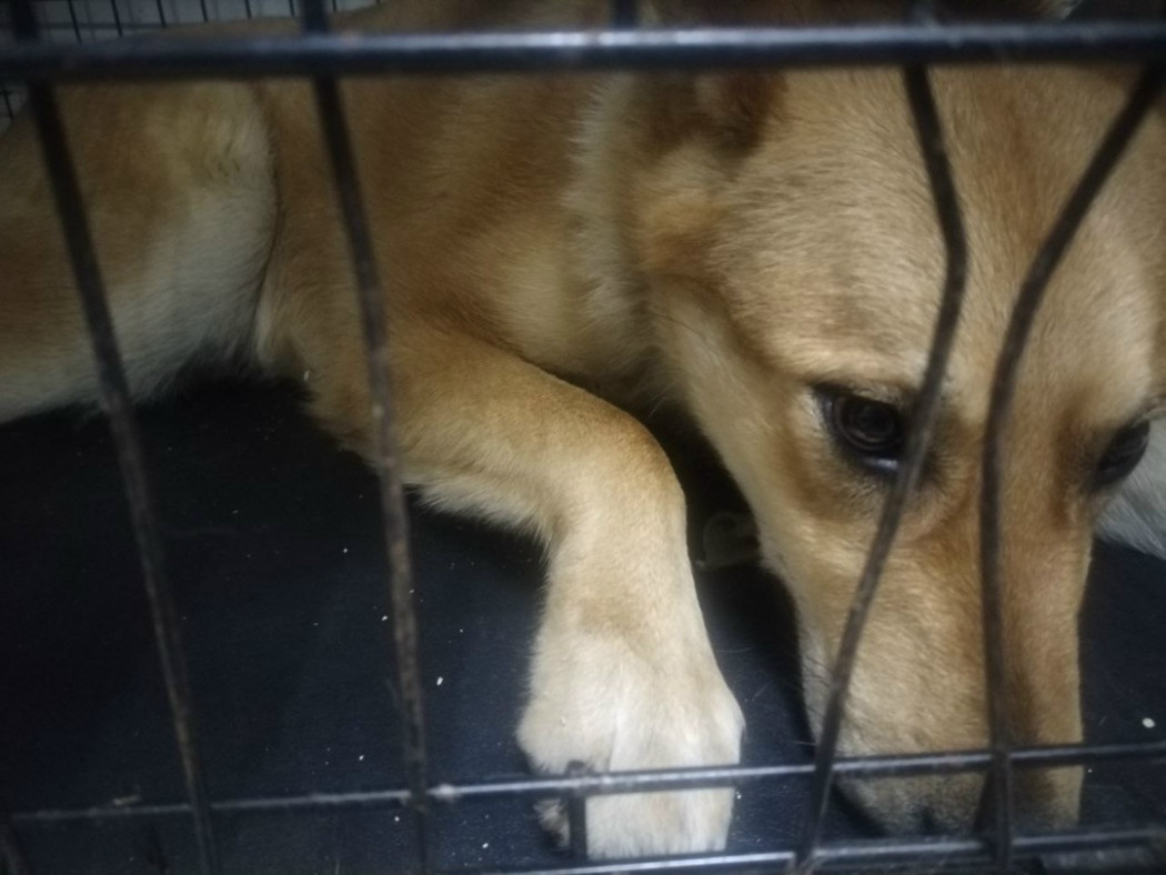 Славчане всем миром спасают Рыжего