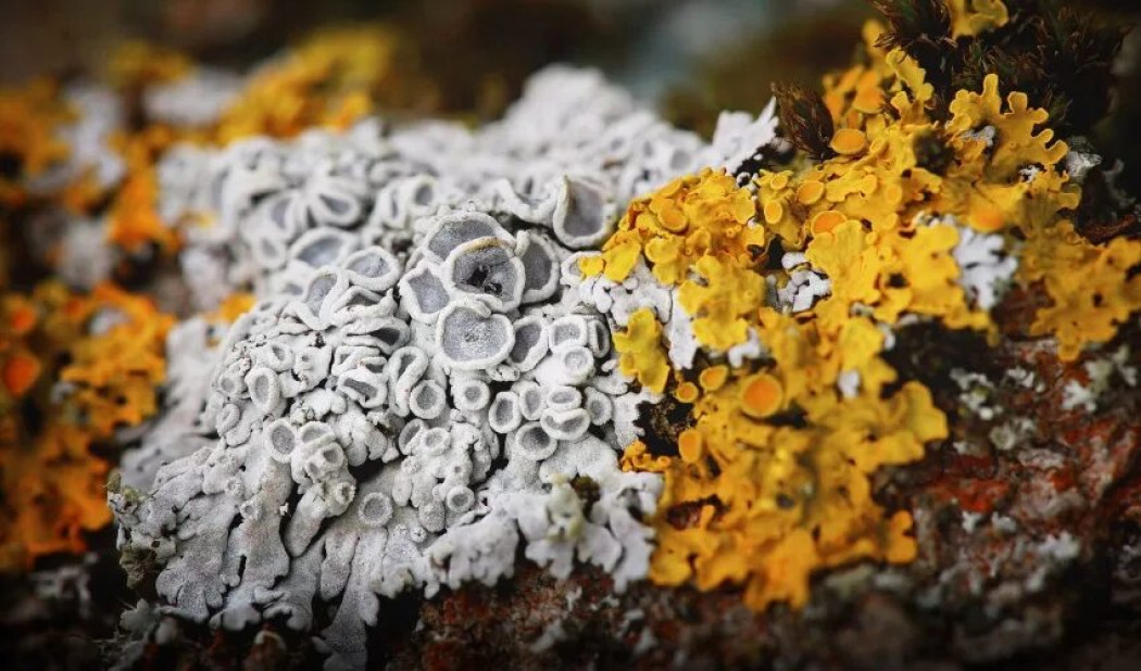 Грибной фестиваль на Куршской косе