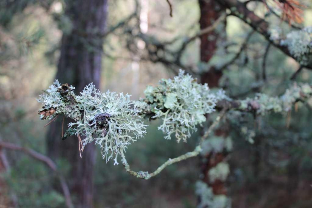 Волшебный микромир Куршской косы Волшебный микромир Куршской косы