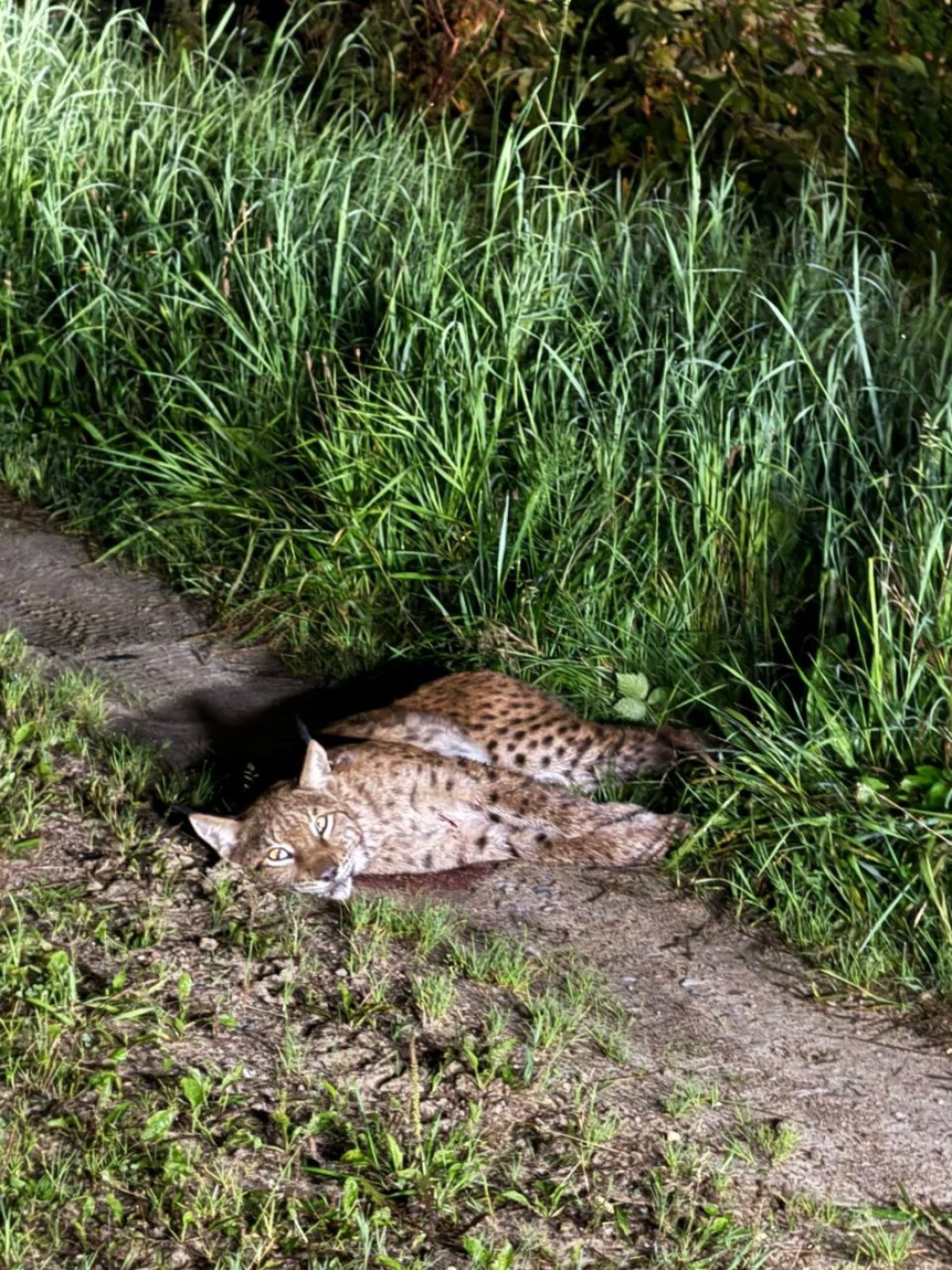 Под Калининградом браконьеры подстрелили рысь Под Калининградом браконьеры подстрелили рысь