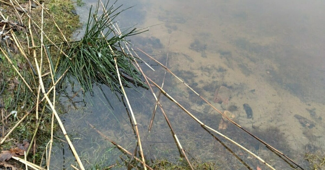 Оздоровление реки Товарной