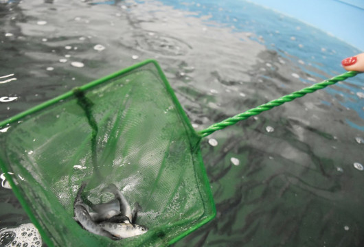 Ловись, рыбка!