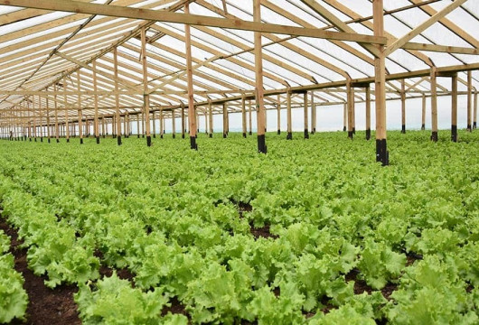 Овощи будут