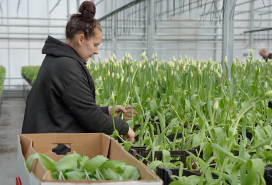 В России в 2026 году планируют нарастить производство цветов почти на 15%