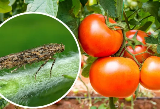 От ворот поворот