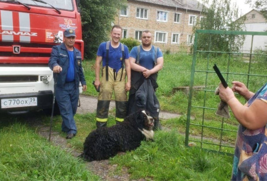Пёс отделался испугом
