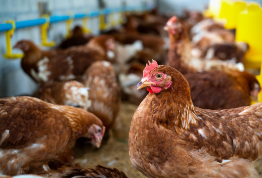 Мясо местного производства