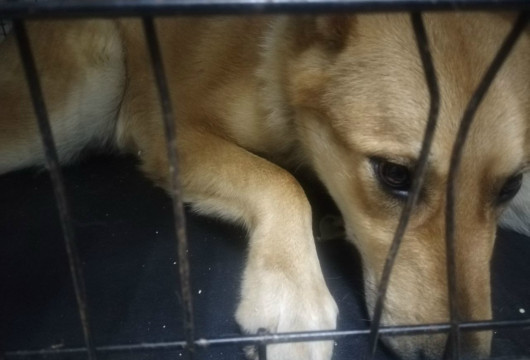 Славчане всем миром спасают Рыжего