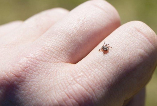 Клещи проснулись