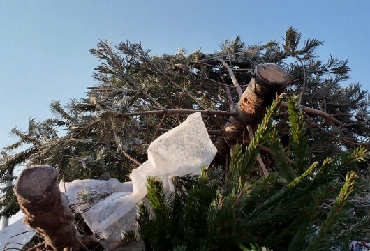 Жители сдали 16 кубометров новогодних елей