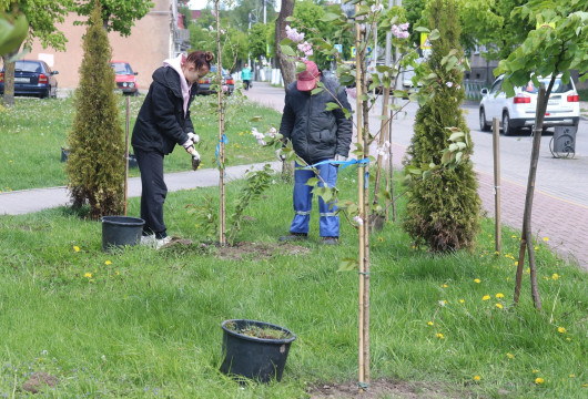 На улицах города высадили больше полутысячи растений