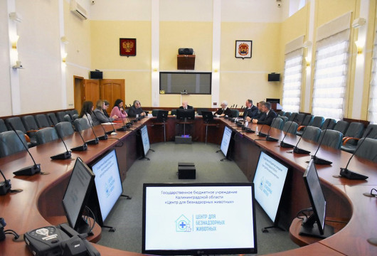 Как помочь бездомным животным вместе?