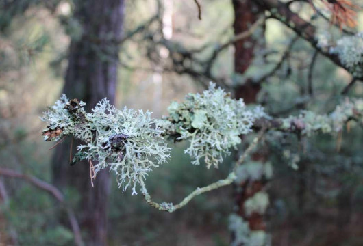 Волшебный микромир Куршской косы