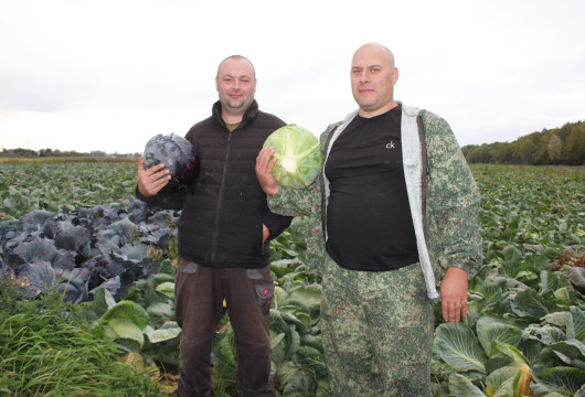 Нашли свое дело в капусте