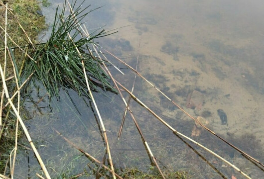 Оздоровление реки Товарной