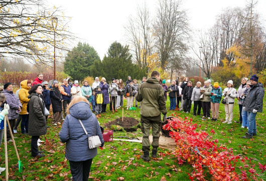 И дерево посадили, и листья убрали
