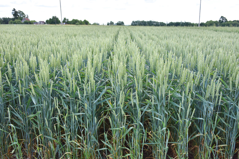 По урожайности – в первой тройке По урожайности – в первой тройке