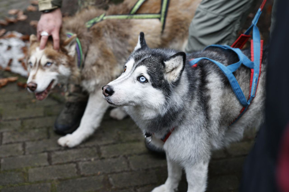 Голубоглазая терапия