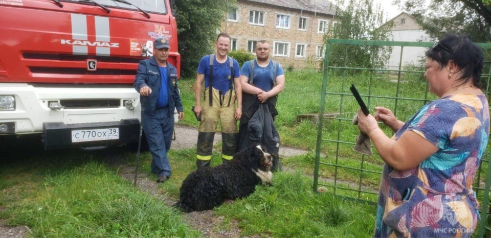 Пёс отделался испугом