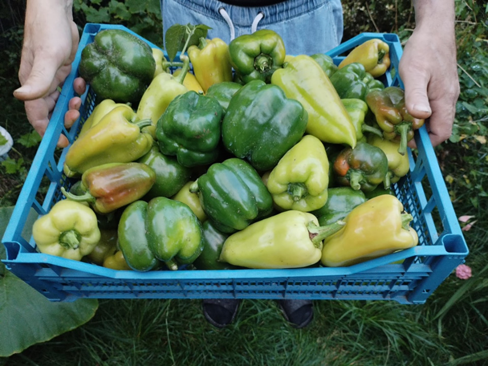 Овощи и фрукты – залог здоровья и долголетия