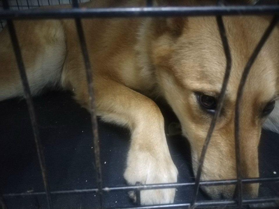 Славчане всем миром спасают Рыжего Славчане всем миром спасают Рыжего