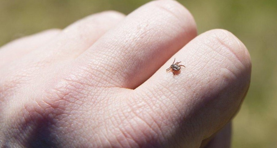 Клещи проснулись