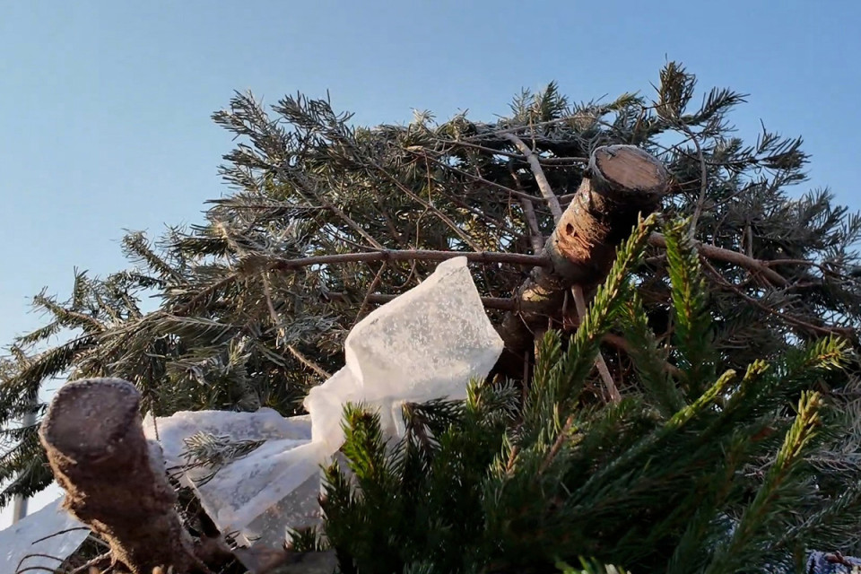 Жители сдали 16 кубометров новогодних елей