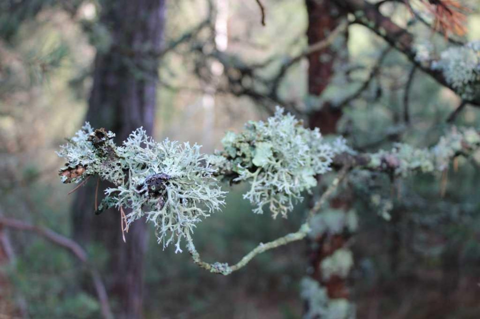 Волшебный микромир Куршской косы Волшебный микромир Куршской косы