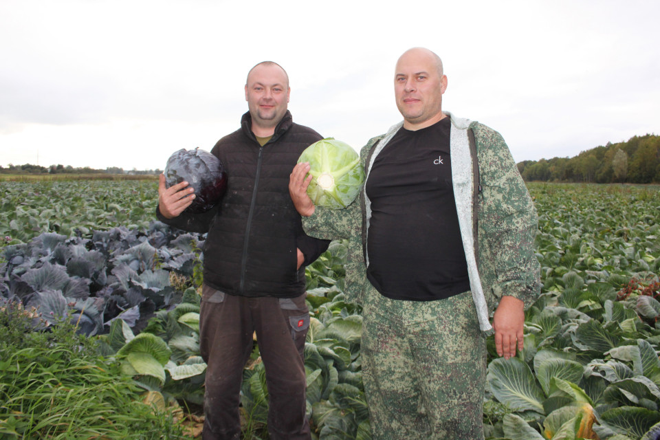 Нашли свое дело в капусте